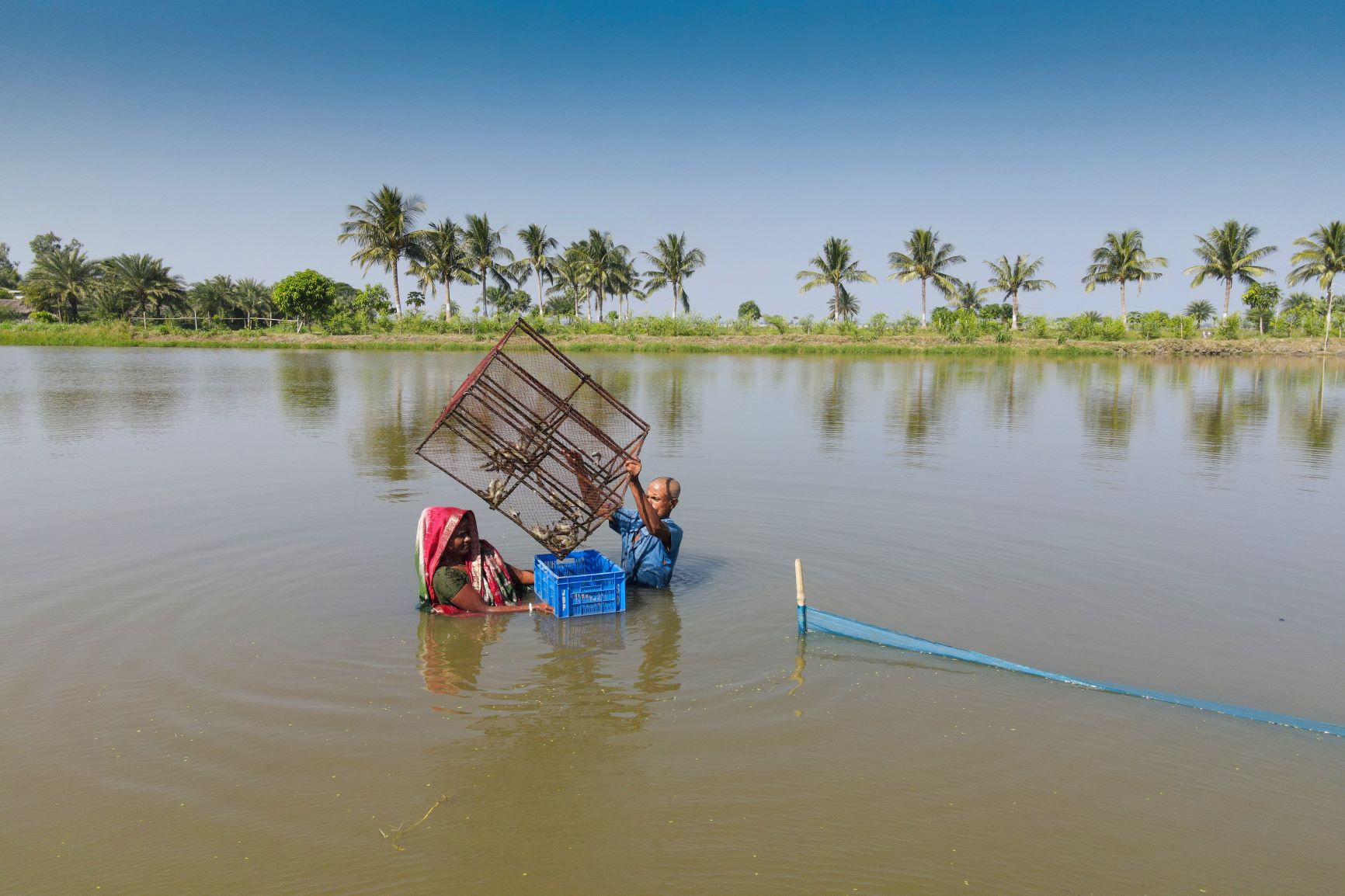 Harvesting shrimp pond (Solidaridad Bangladesh)