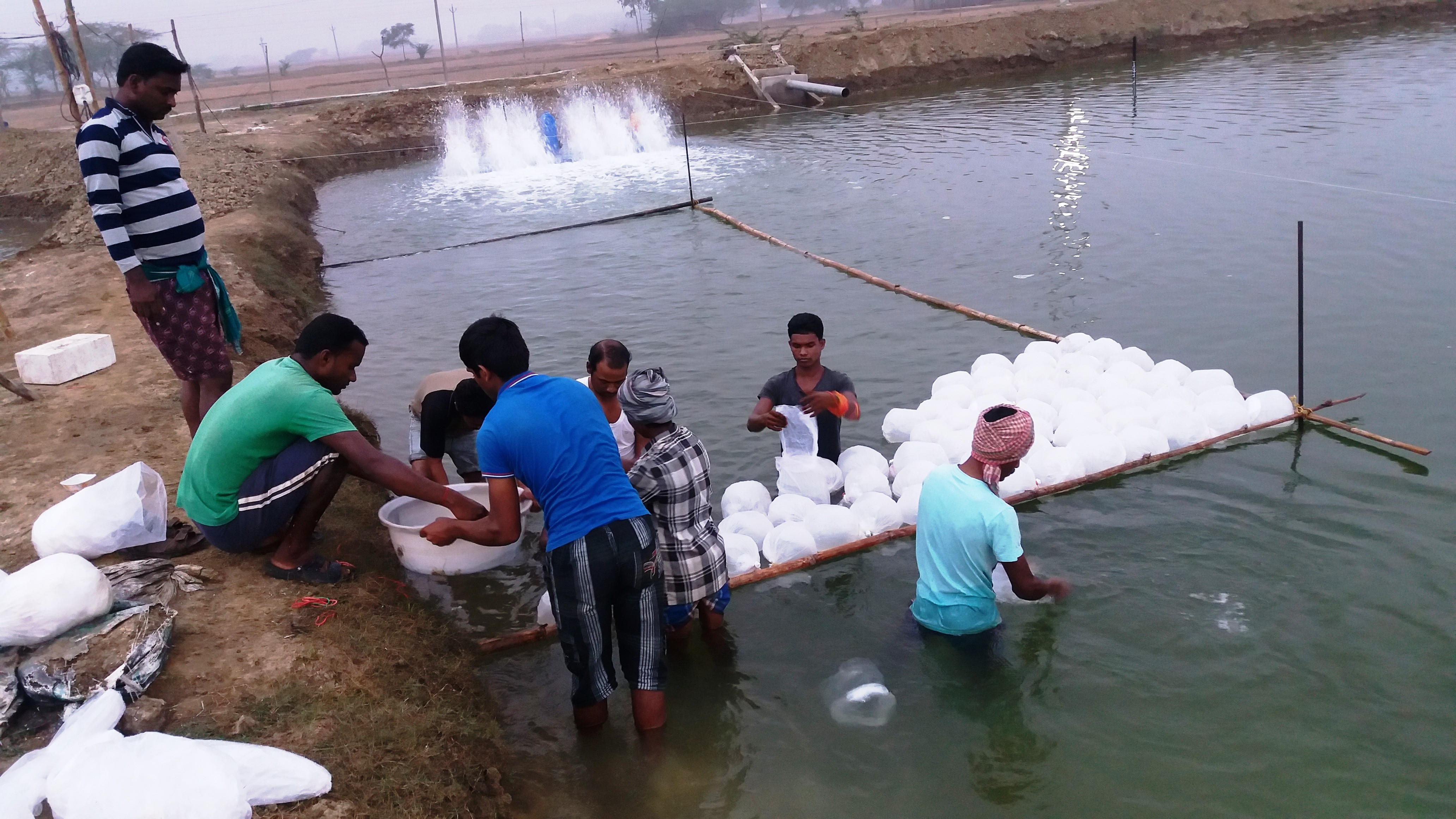 Aditya pond stocking