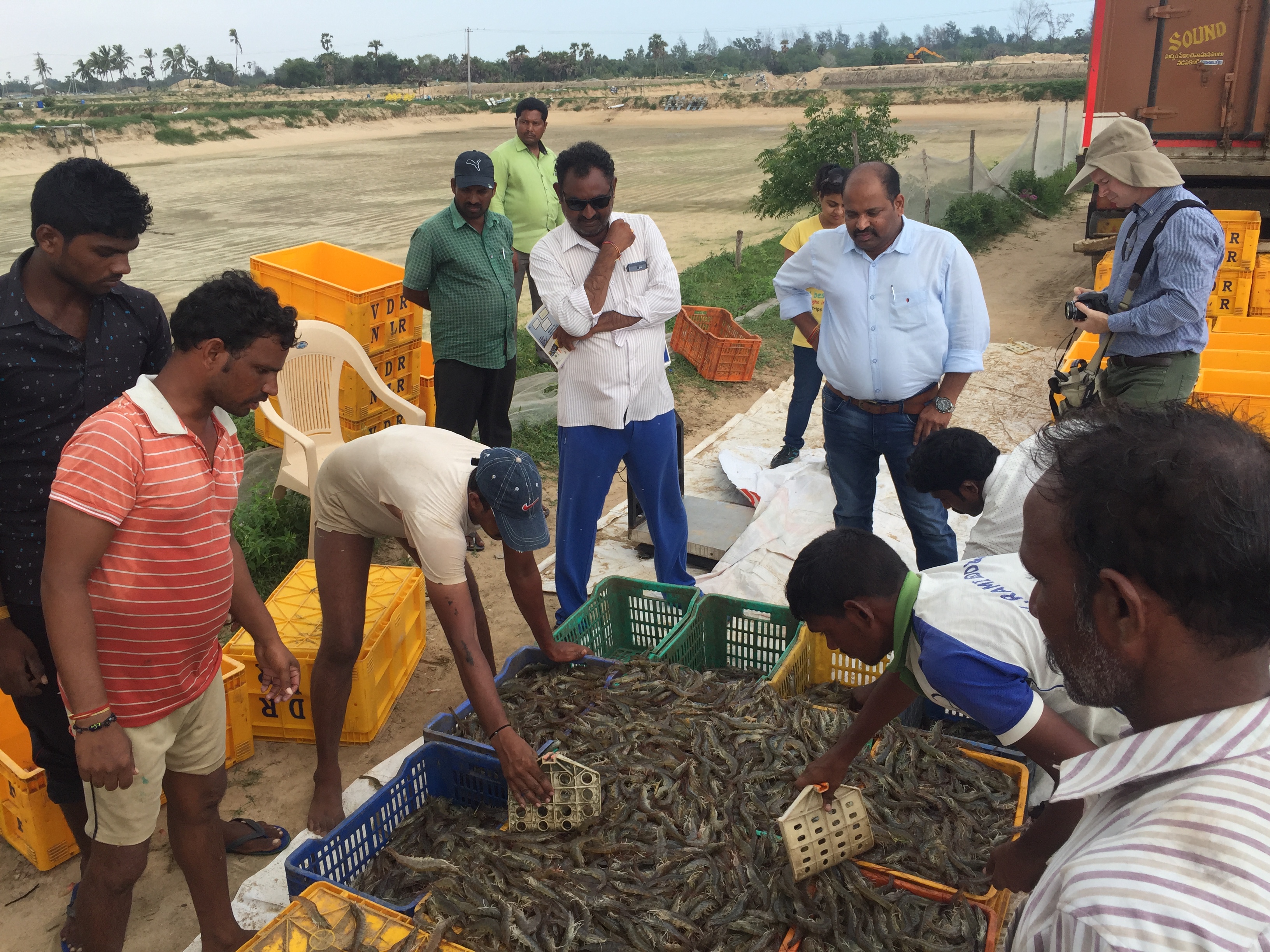 harvest in Andhra