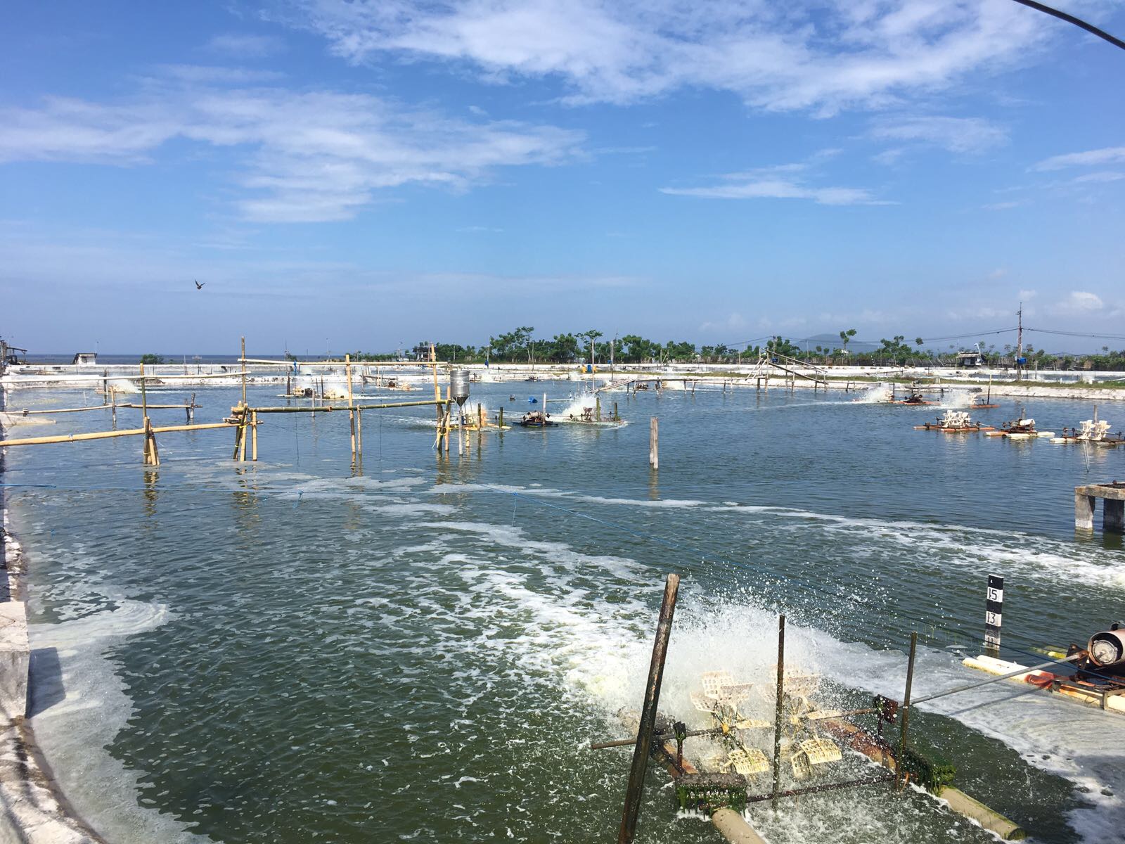 Intensive shrimp farm in Banyuwangi, East Java. 