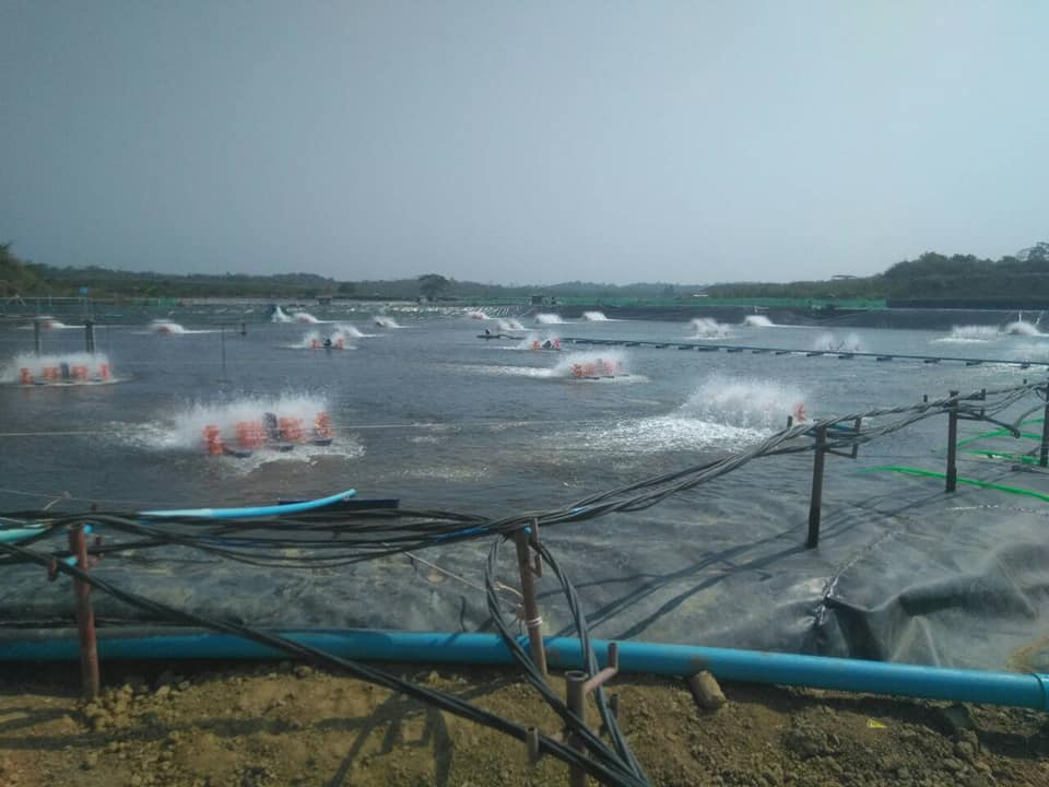 Yuzana shrimp farm