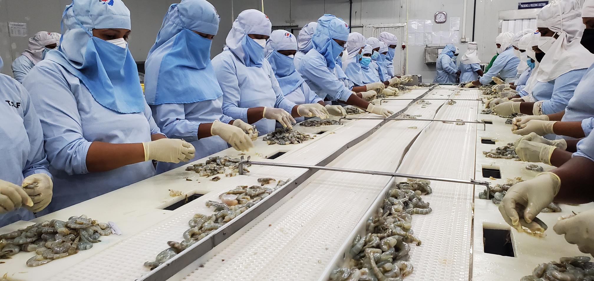 Shrimp Processing at TSG