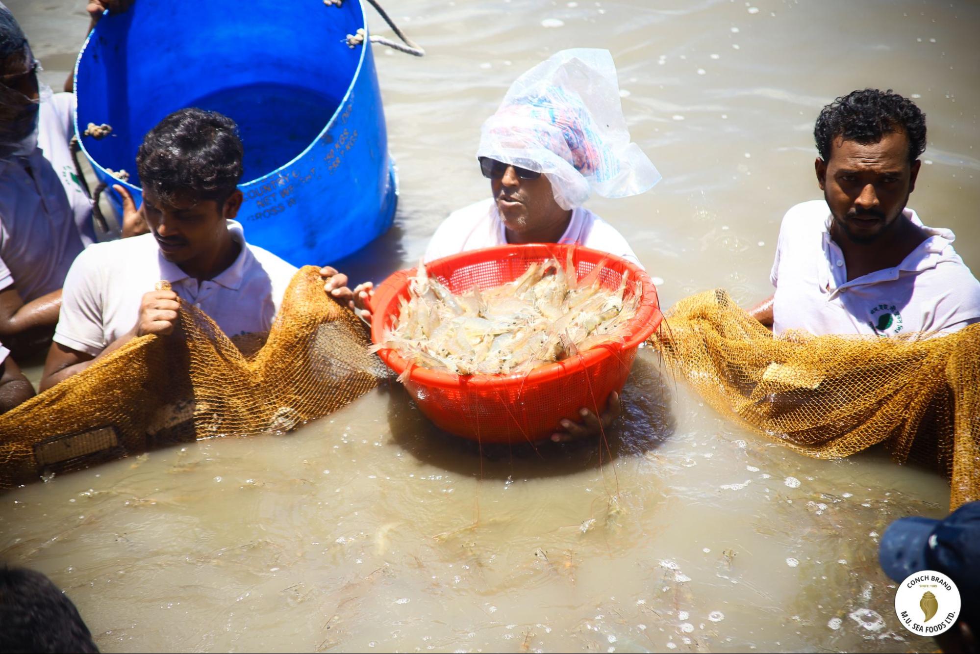 L. vannamei shrimp harvested from Shyamal’s farm