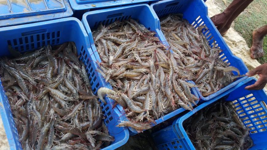 harvested shrimp