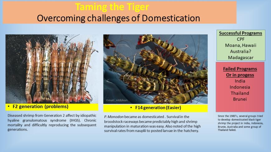 A snapshot from a presentation explaining the challenges of the domestication of the black tiger shrimp