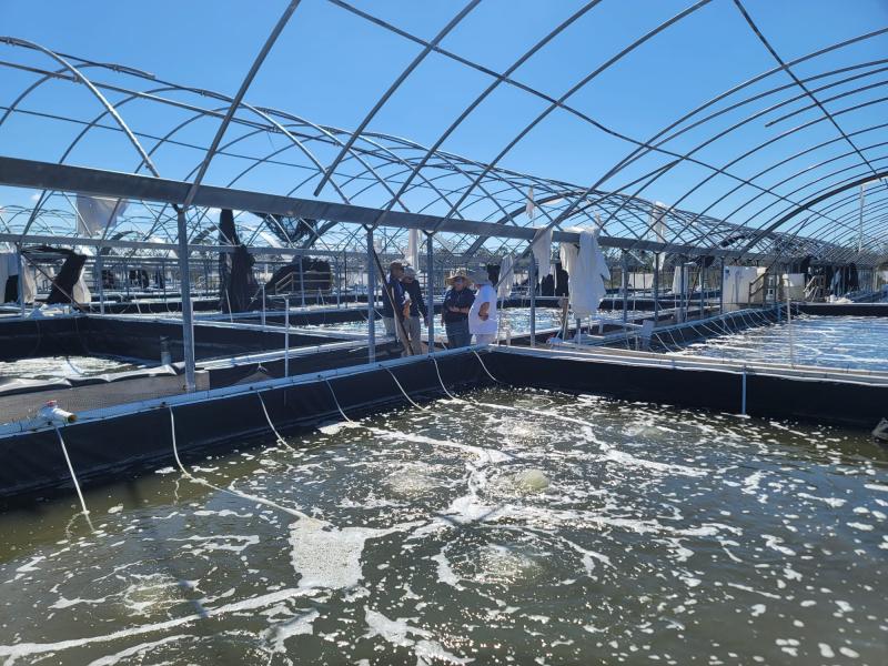 Damage to API's facilities after the hurricane hit was severe but the shrimp survived (Source: API)