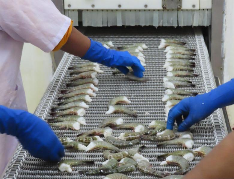 Shrimp processing under Lenk Group’s supervision in a factory nearby Khulna, Bangladesh