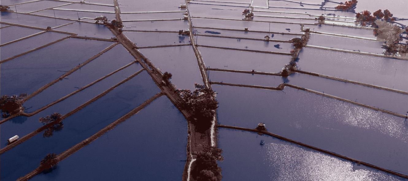 Bangladesh shrimp ponds (Solidaridad Bangladesh)