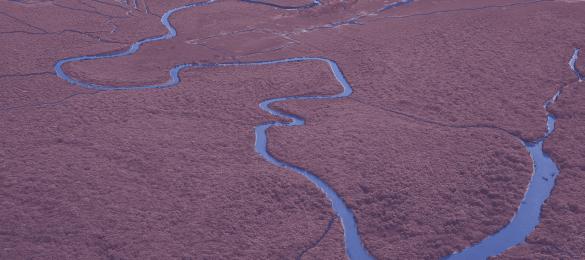 Artistic rendition of mangroves from above in Shrimp Insights brand colors